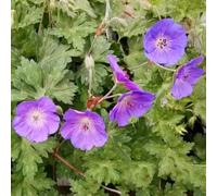 geranio resistente - semi - serie di rari giardino interni semi ufficio decorativi interni geranio copertura resistente in 750pcs