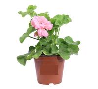 Geranio Rosa 3 Pezzi | Gerani Zonali Rosa | Fioritura Continua da Maggio a Ottobre | Resistenti al Sole e Facili da Coltivare | Giardinaggio, Balconi, Terrazzo e Giardino | 3 Pezzi