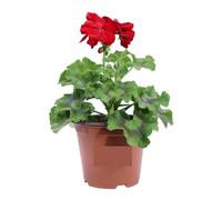 Geranio Rosso 4 Pezzi | Gerani Zonali Rossi | Fioritura Continua da Maggio a Ottobre | Resistenti al Sole e Facili da Coltivare | Giardinaggio, Balconi, Terrazzo e Giardino | 4 Pezzi