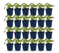 Geranio 'Rozanne' - Geranio - Coprisuolo - Blu - 24 piante - 15-25cm - Ø11cm - Pianta da giardino