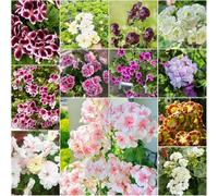 geranio - semi decorativi esotici perenni resistenti semi de - Serie Rara 300pcs
