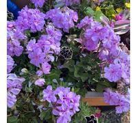 geranio semi di selvaggio perenne resistenti per pleno sole bonsái interni selvaggio balcone reale 550pcs