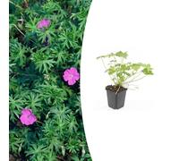 Geranio 'Tiny Monster' | 24 pezzi - 10-25cm - Ø9cm - Pianta da giardino