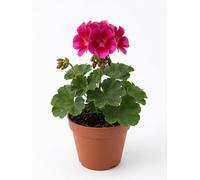 Geranio Zonale Rosso/Fucsia | Pianta Ornamentale da Balcone e Giardino | Fioritura Intensa e Duratura | Facile da Coltivare | Ideale per Esterni e Decorazioni Floreali | Fiori Primaverili in Vaso