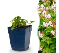Geranium macr. Spessart - Becco di cicogna - Coprisuolo - Bianco-rosa - 15-25cm - Ø11cm - Pianta da giardino