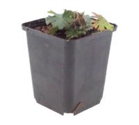 Geranium Sanguineum in Vaso, per Giardino, Rosa, Set da 24, 10-25 cm, Ø9cm