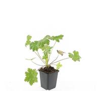 Geranium Tappezzante, per Giardino e Ombra, Rosa, Set da 24, Vaso 9cm