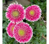 Gerbera estiva primi perenni di resistente decorazioni decorative giardino per esterni scalapante semi 300pcs