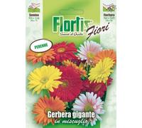 Gerbera Gigante Mix