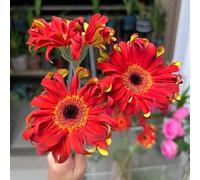 Gerbera - rare rampicanti balcone giardino sul balcone giardino roccioso resistenti, adatte al pieno sole, Aiuole rialzate per il 1000semi
