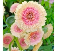 Gerbera semi di giardino riverdimento tetti semi perenni resistenti decorativo primavera selvatico serrature balcone interno 100pcs