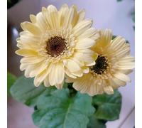 Gerbera semi giardino decorazione vaso resistenti resistenti selvatiche tetti verdi estivi semi di 40pcs