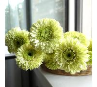 Gerbera - vaso resistenti selvatici balcone vaso semi di interno semi di 450pcs