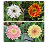 gerbera, Vecchie varietà resistenti balcone raro giardino 750semi