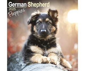 German Shepherd Puppies 2025 Square Wall Calendar | Dog Breed, Puppy Calendar