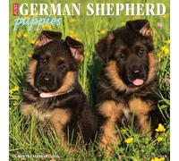 German Shepherd Puppies 2026 12 X 12 Wall Calendar