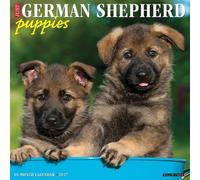 German Shepherd Puppies 2027 Wall