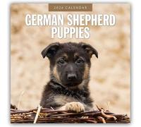 German Shepherd Puppies - Deutsche Schäferhunde Welpen 2026 - 16-Monatskalender: Original Red Robin Publishing Ltd-Kalender [Mehrsprachig] [Kalender]