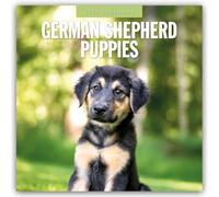 German Shepherd Puppies - Deutsche Schäferhunde Welpen 2027 - 16-Monatskalender: Original Red Robin Publishing Ltd-Kalender [Mehrsprachig] [Kalender]