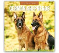 German Shepherds - Deutscher Schäferhund 2026 - 16-Monatskalender: Original Red Robin Publishing Ltd-Kalender [Mehrsprachig] [Kalender]