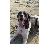 German Short Haired Pointer Notebook: Book for GSP Lovers, Dog Mom Present, Beach Journal