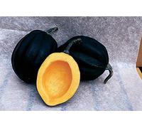 Germination Seeds: Taa Ace Hybrid Squash 30 Seed : Package Contains Seeds