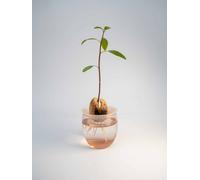 Germinatore per Bulbi Compostabile - Oku Bambù