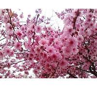 Germinazione dei semi: 1 confezione di circa 20 pezzi Pink Cherry Blossoms albero semi di ciliegio Seed Colore Seeds ONLY