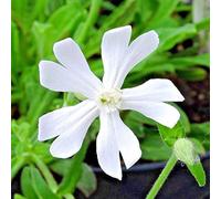 Germinazione dei Semi: 100 + Silene Capensis/Afan Dream Seeds Radice in tutto il mondo