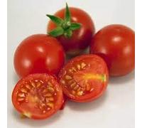 Germinazione dei semi: 250 semi di pomodoro ACE 55 ROSSO IN RITARDO Seeds ONLY