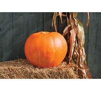 Germinazione dei semi: 30 semi: VENDITORE Big Moose 15-40 Seeds ONLY