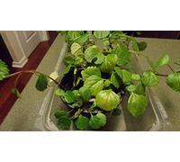 GERMINAZIONE DEI SEMI: pinte che faranno funzionare un vaso di edera svedese (Australis Plectranthus)