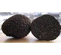 Germinazione dei semi: Tuber melanosporum Tartufo Nero Micelio spore semi funghi fungo 30 mi