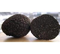Germinazione dei semi: Tuber melanosporum Tartufo Nero micelio spore semi funghi fungo 30 mi:Seeds