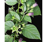 Germinazione I Semi: 100 Semi - Atropa Belladonna (Deadly Nightshade) - W/monitoraggio