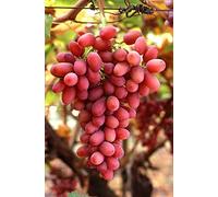 Germinazione I Semi: 16: "Freschi Talee Grapevine 'Crimson' Senza Semi D'uva'