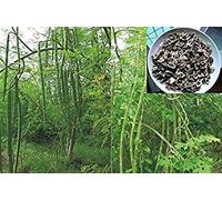 Germinazione I Semi: 30+ Moringa oleifera Semi Bacchetta Albero:Grani