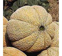 Germinazione I Semi: 50 - Semi: Superstar Semi ibridi di Melone - The Salmon-Color Carne è Spessa, Liscia! Seeds ONLY