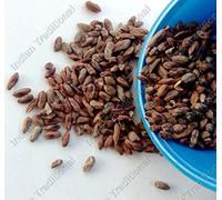 Germinazione I Semi: 50g Confezione: Bulk Neem Beej secchi Neem Seed Kernel Senza Shell Azadirachta Indica Margosa