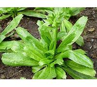 Germinazione I Semi di coriandolo: Lunga 5.000 Semi foetid Eryngium Thai Coriander culantro + Libera la Nave