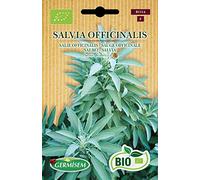 Germisem Biologico Salvia Officinalis Semi di Salvia 1 g