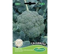 Germisem Calabrese Semi di Broccoli 3 g
