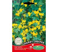 Germisem Canary Creeper Semi di Nasturzio 2 g
