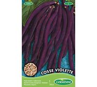 Germisem Cosse Violette Semi di Fagiolo Rampicante 100 g