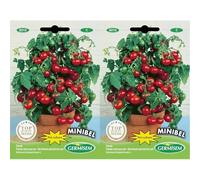 Germisem Minibel Semi di Pomodoro 0.5 g (Confezione da 2)