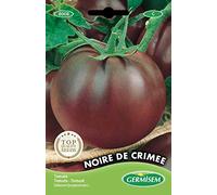 Germisem Noire de Crimée Pomodoro 20 Semi