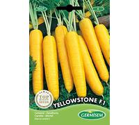 Germisem Yellowstone F1 Carota 300 Semi