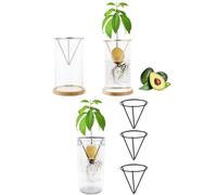 Germogli Avocado Triangolo in Acciaio per Osservazione Radici