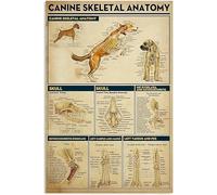 Geroclonup 20 * 30 cm Canine Skeletal Anatomy Knowledge Targa in metallo latta per camera da letto persone grotta bagno soggiorno caffetteria cucina decorazione da parete retrò poster migliore