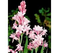 Gestire Il Profumo Della, Affascinante Ed Elegante Adatta Per La Semina Nel Giardino Domestico, Figura Snella, Bulbi Di Tuberosa La Tuberosa è Facile Da Mantenere,-10bulbs-C